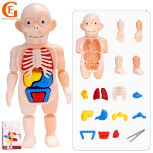 Kids Montessori 3D Puzzle Human Body Anatomy Model Learning Organ Assembled Toy Children Early Educational Teaching Tool