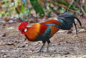 ลำโพงพร้อมแฟรชไดรฟ์เสียงล่อสัตว์ เรียกสัตว์ ดักสัตว์ ต่อสัตว์