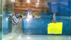 Guppy Purple Mosaic big ear 1 pair thai)