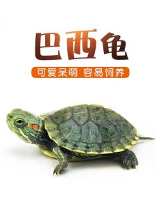 草龟苗小乌龟活物外塘长寿龟金线宠物观赏龟水金线龟墨龟草龟苗