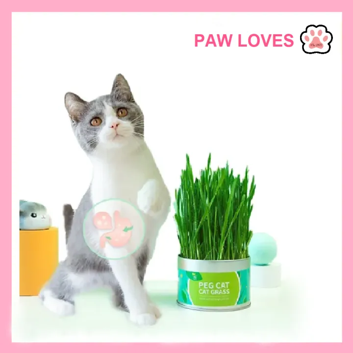 %5BSg%20Ready%20Stock%5D%20Cat%20Grass%20Seed%20For%20Planting%20Easy%20to%20Grow%20Oat%20Grass%20That%20Your%20Cat%20Will%20Love%20Good%20Cat%20Grass%20-%20Pet%20Cat%20Grass%20Pot%20Hydroponics%20Set%20Cat%20Grass%20Snack%20Hair%20Ball%20Cleaning%20Stomach%20Grass%20Hydroponics%20Grass%20Cat%20Snack%20Cleaning%20Toys%20-%20Paw%20Loves%20-%20Image%202