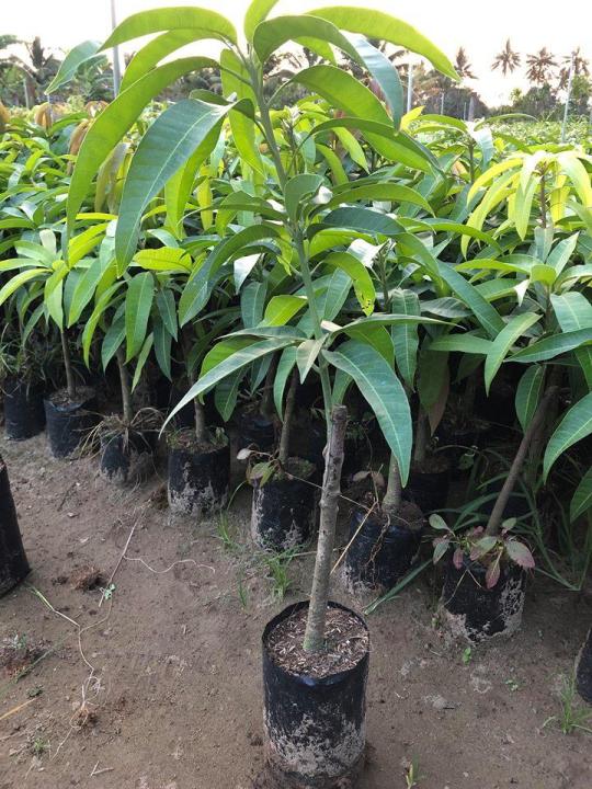 Cây xoài thái, cây giống xoài thái lan ghép, siêu quả