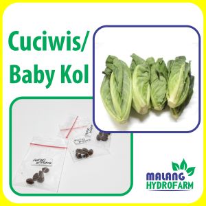 Benih Cuciwis / Baby Kol Unggulan berkualitas bayi biji bunga kubis bibit hydroponik hidroponik sayuran tanaman sayur