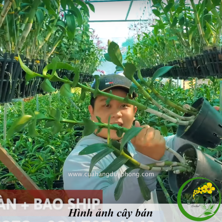 DENDRO NẮNG - LƯỠI BÒ TÍM | Bán Nguyên Chậu, Size 16, Thân Mập Chắc Khỏe