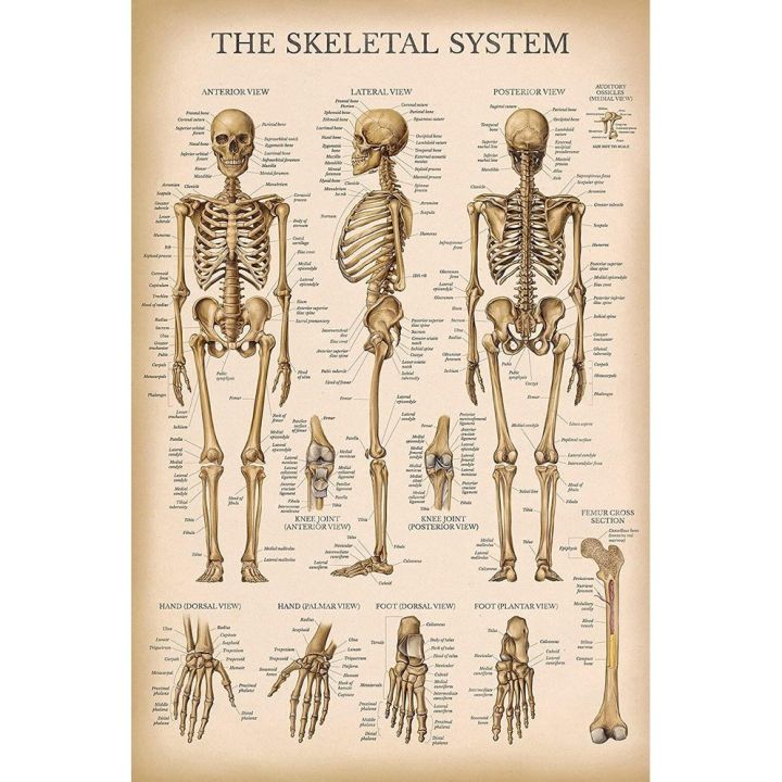 Vintage Skeletal System Anatomical Chart Human Skeleton Anatomy Poster