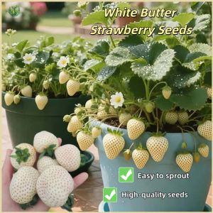 White Butter Strawberry Seeds- Easy To Grow Strawberry Seeds for Planting High Yield Suitable for Novice Growers Green Strawberry Fruit Seeds for Year-round Balcony Potted Plants and Small Courtyard Fruit Cultivation Seed