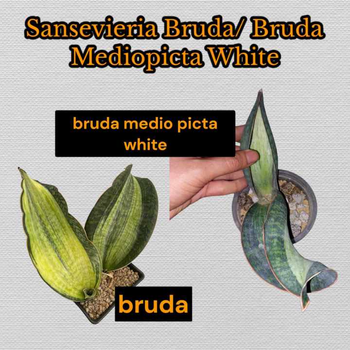 Bruda / Bruda Mediopicta White (elliptica x masoniana) Sansevieria Indoor  Plants Seeds Fresh Sansevieria Medio White E Indoor Plant Elliptica X Masoniana  Sansevieria - Lazada | Lazada PH