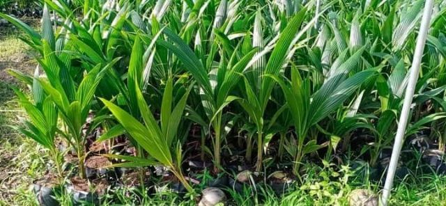 DỪA DỨA (DỪA THƠM THÁI LAN)- cây giống - cây như ảnh