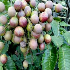 promo paket 5 pcs bibit tanaman buah matoa