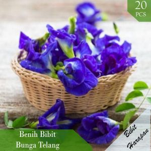 Benih Biji Bibit Bunga Telang Butterfly Pea Bunga Kupu Kupu Unggul