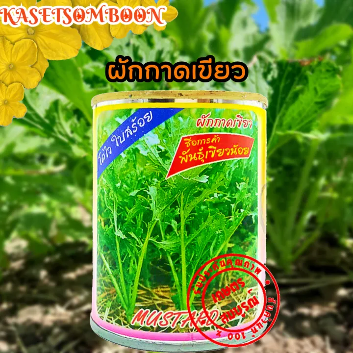 เมล็ดผักกาดเขียวน้อย ตราต้นไผ่ ปลูกง่าย ทนอากาศ