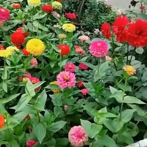 High Quality Zinnia Flower Seeds (Mixed Color/100 Seeds)Easy To Grow Flowers 99% Germination