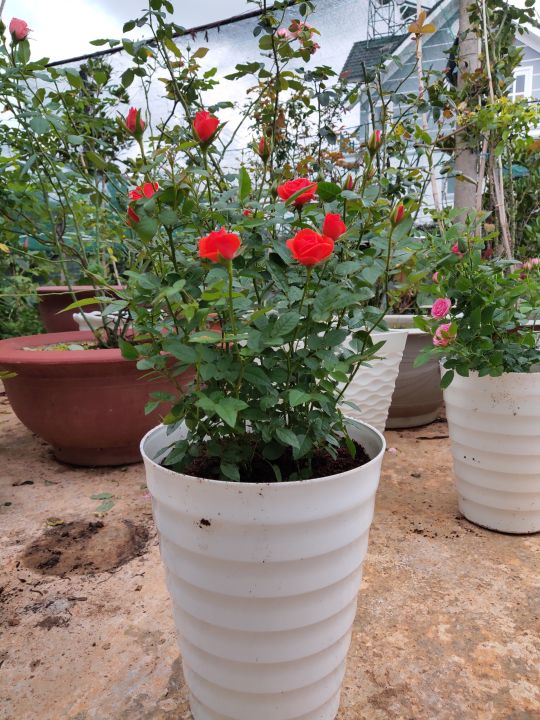 Ch%E1%BA%ADu%20hoa%20gi%E1%BB%91ng%20h%E1%BB%93ng%20si%C3%AAu%20n%E1%BB%A5%20Fatima%20%C4%90%C3%A0%20L%E1%BA%A1t%20-%20c%C3%B3%205%20m%C3%A0u%20c%E1%BB%B1c%20r%E1%BB%B1c%20r%E1%BB%A1.%20Cung%20c%E1%BA%A5p%20b%E1%BB%9Fi%20Lafa%20Garden%20%C4%90%C3%A0%20L%E1%BA%A1t%20-%20Image%205