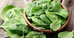Baby Spinach seeds - 200 seed *Follow the Guide*Soak 8 Hours*Pot Friendly*Tanam Pasu Benih Bayi Spinach 小菠菜 - Mango Garden