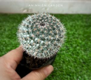 XƯƠNG RỒNG BÁNH SINH NHẬT- SIZE 5-7cm- xuất xứ Đà Lạt khoẻ đẹpLỖI 1 ĐỔI 1