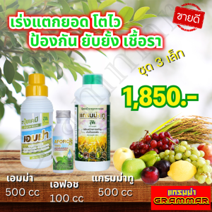 🔥🔥 ส่งฟรี 🔥🔥 แกรมม่าทู จอมยุทธ์ ( 500 ซีซี ) ปุ๋ยน้ำแกรมม่าทู + เอมม่า ปุ๋ยน้ำเอมม่า ( 500 ซีซี ) + เอฟอช Aforch ( 100 ซีซี ) สารจับใบ ของแท้ 100%