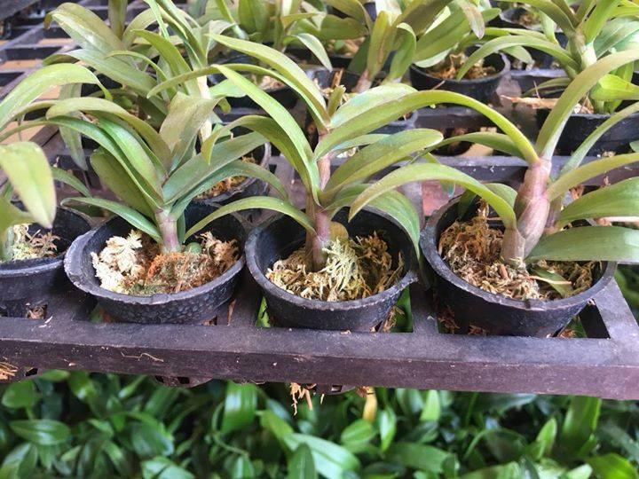 Phi%20%C4%91i%E1%BB%87p%20t%C3%ADm%20H%C3%92A%20B%C3%8CNH%20-%20Image%207