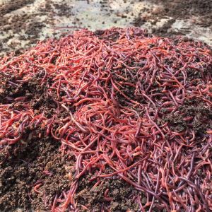 Hạt giống rau Mùng Tơi Xanh năng suất cao