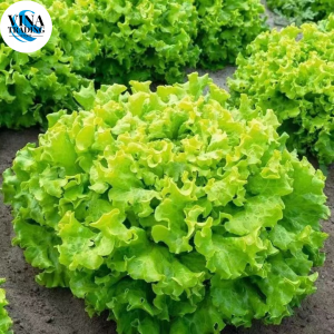 Loose Leaf LETTUCE Seeds (1000seeds)