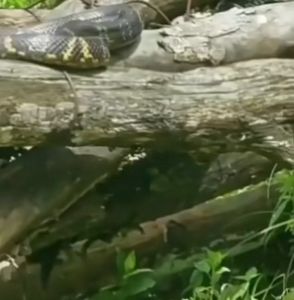 25Pcs Snake Repellent Pellets  Belerang Halau Ular Long-Lasting Portable for Farm Kebun 驱蛇丸