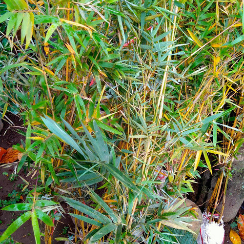 Bibit%20Pohon%20Bambu%20Kuning%20Mini%20Murah%20-%20Image%205