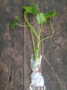 พืชผักปลอดสารพิษ ชีวภาพ 100% ใบบัวบกสำหรับปลูก วอเตอร์เครสสำหรับปลูก