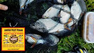 Umpan Pelet Peram (bersama pati buah ara dan pati sawit)