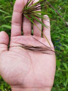 30 PCS SEEDS/BENIH AKAR BULU/BULUH PERINDU ASLI/JANGGUT ADAM/CENUAI/CENOI/BULU MAGIC