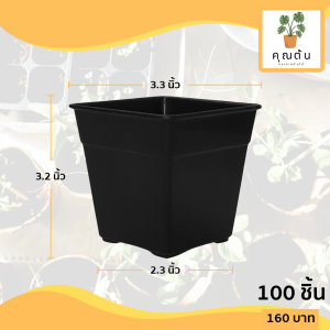 กระถาง กระถางแคคตัส กระถางสี่เหลี่ยม ขนาด 3.3 นิ้ว สีดำ 100 ใบ ชิ้น อัน