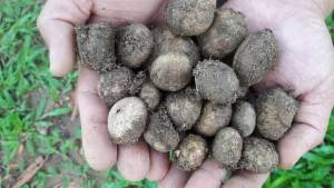 เชื้อเห็ดเผาะ หรือ เห็ดถอบ เข้มข้น เพาะเชื้อกับรากต้นไม้อาศัย