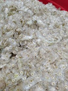 50gram hạt giống cây sò đo cam