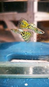 Yellow Guppy Pair