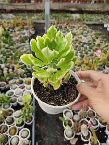 Xương rồng KỲ LÂN ĐỎ (size chậu 10 cm)