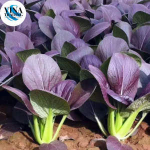 Purple Pechay Pak Choi Vegetable Seeds ( 500 seeds )-Purple PAKCHOI VEGETABLE SEEDS