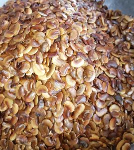 200 gram hạt giống sưa đỏ huỳnh đàn