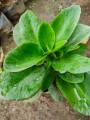 Kataka-taka Plant with FREE garden soil, plastic pot and marble chip ...