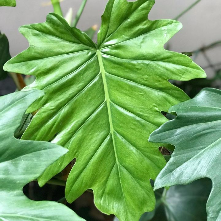 Philodendron lacerum | Lazada PH