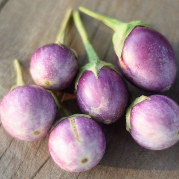 เมล็ดพันธุ์มะเขือเปราะม่วง ปลูกง่าย โตเร็ว