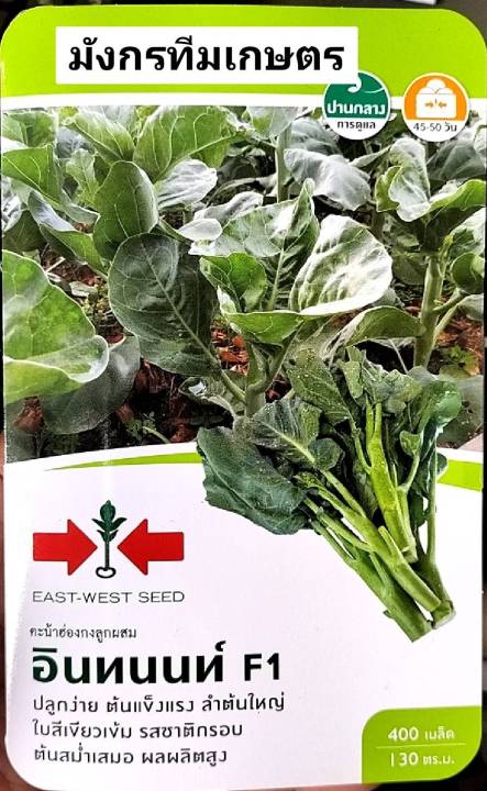 เมล็ดพันธุ์คะน้าฮ่องกง ลูกผสม อินทนนท์ ศรแดง ปลูกง่าย ต้นกรอบ
