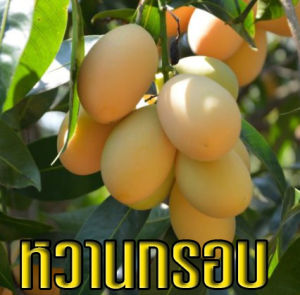 4ต้น*ต้นมะยงชิดทูลเกล้า ให้ผลใหญ่เท่าไข่ไก่กรอบ ต้นเสียบยอด25-30เซ็นผลผลิตผลใหญ่ สีสันสดใส หวานกรอบ ถ่ายจากสินค้าจริง มีสินค่าพร้อมส่ง