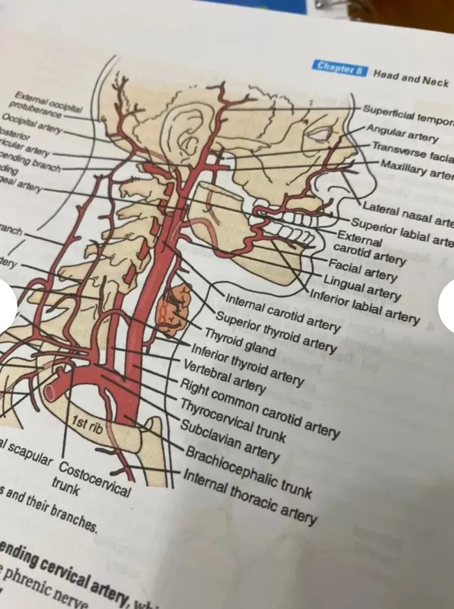 BRS Gross Anatomy 第9版 BRS: Gross Anatomy (IE)