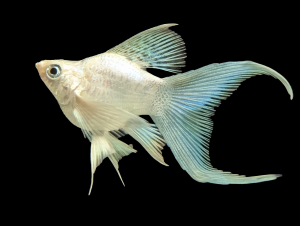 🤍 Balloon White Platinum Lyretail Molly – Premium Fancy Molly Fish 🤍