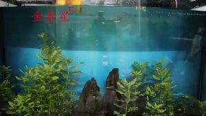 LED Waterproof Headlight: The Ultimate Compact Camping Gear