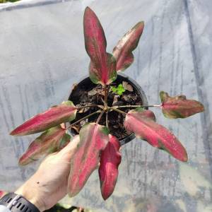 ลูกไม้ใบไผ่ บอนสี บอนใบไผ่ ไซส์แม่พันธุ์ Caladium