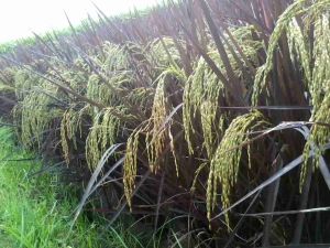 Benih Padi Black Madras Asli Korea || bibit padi blek Madras hitam ungu