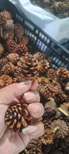 Quả thông khô đà lạt loại nhỏ - túi 60 quả thông nhỏ - trang trí giáng sinh