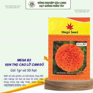 Hạt Giống Vạn Thọ F1 MEGA B3 – Cam Đỏ Cổ Lùn Bông Siêu To – Mega Seed