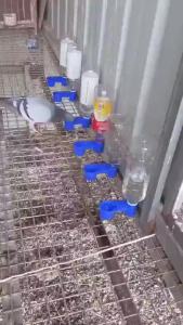 10Pcs Automatic Bird Water Drinker Blue Cup Plastic Double Cup Water Drinker Bird Feeder Bowl