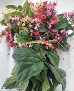 Daun Segar Bunga Nona Makan Sirih / Kembang Segar Nona Makan Sirih Alami