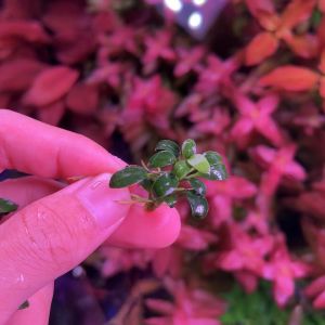 [Aquatic Plant] Anubias Nana Pangolino Pango Small Mini Leaf Plants Low Tech No CO2 Rare 穿山甲